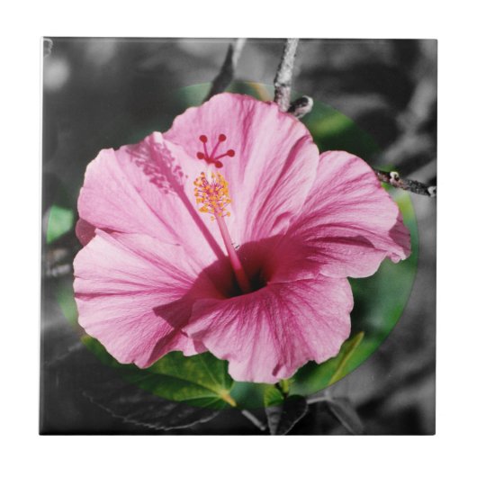 Carreau Hibiscus rose (Devant)