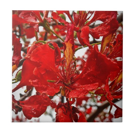 Carreau Hibiscus rouge Florales Fleurs tropicales Nature (Devant)