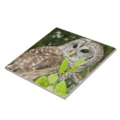 Carreau Hibou barré (Côté)