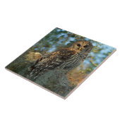 Carreau Hibou barré perché dans de la mousse d'Espagne (Côté)