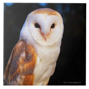 Carreau Hibou de grange 2