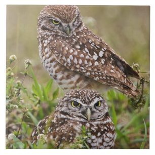 Carreau Hibou des terriers, Athene cunicularia, Cape Coral