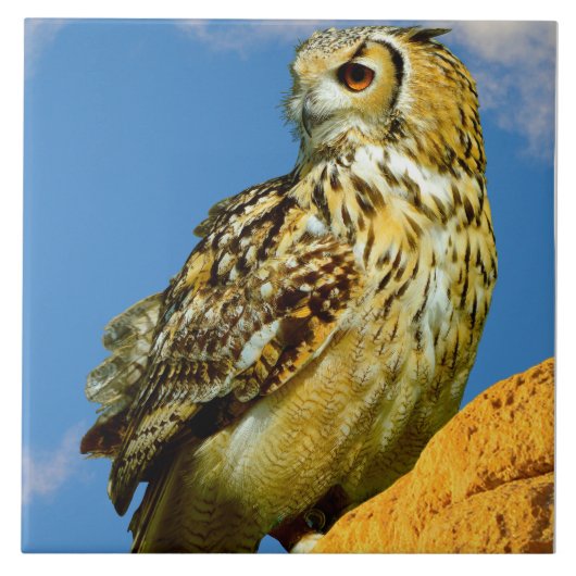 Carreau Hibou grand-duc (Devant)