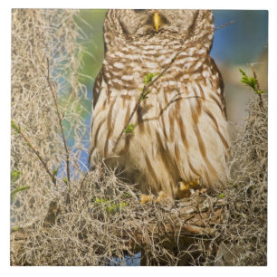 Carreau Hibou moyen-duc (Strix varia) perché dans un cyprè
