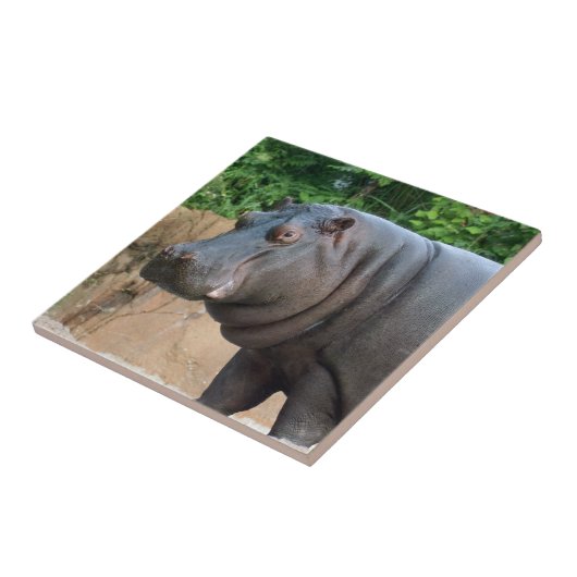 Carreau hippo-6 (Côté)