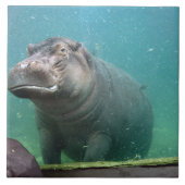 Carreau hippo-8 (Devant)