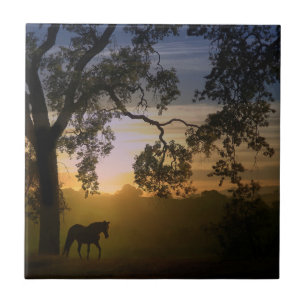 Carreau Hippodrome et chêne patrimonial dans le Sunset du 