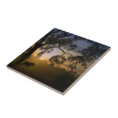 Carreau Hippodrome et chêne patrimonial dans le Sunset du  (Côté)