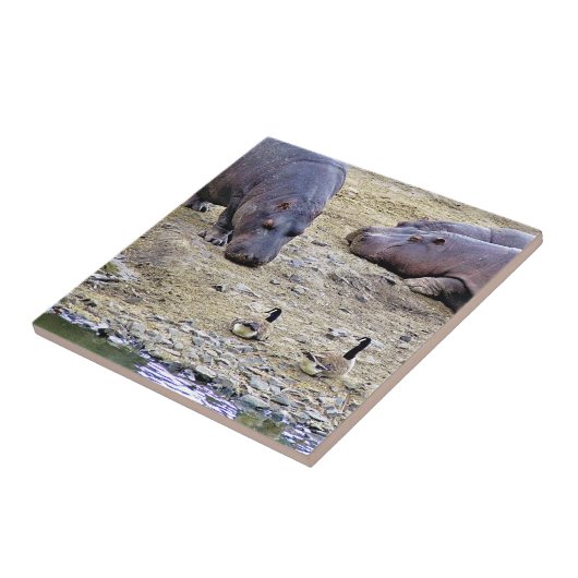 CARREAU HIPPOS (Côté)