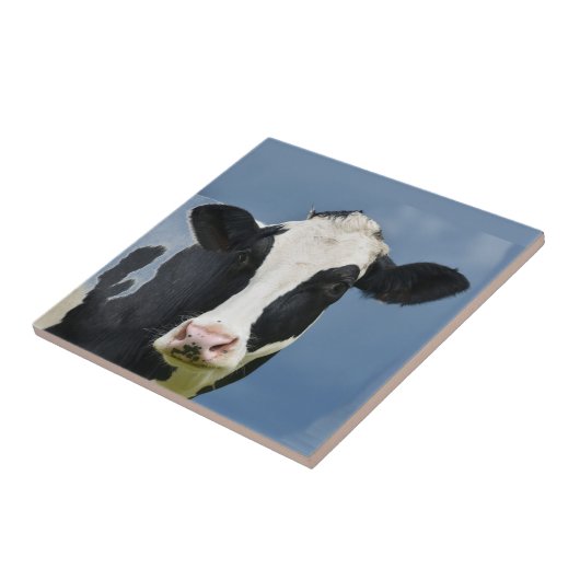 Carreau Holstein COW (Côté)