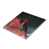 Carreau Honneur de Scarlet Oiseau exotique (Côté)