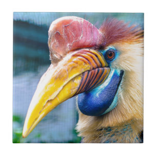 Carreau Hornbill