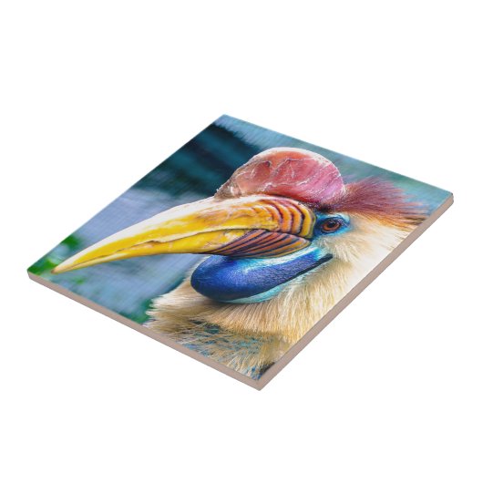 Carreau Hornbill (Côté)