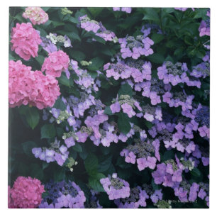 Carreau Hortensia 3