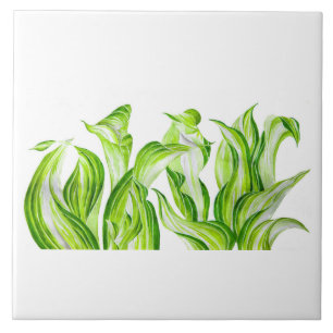 Carreau 'Hosta avec le Mosta' sur un carrelage en céramiqu