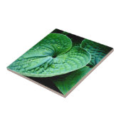 Carreau Hosta Heart (Côté)