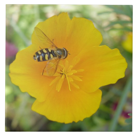 Carreau Hoverfly et California Poppy Tile (Devant)