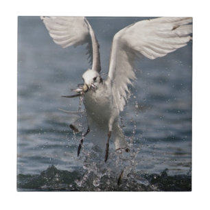 Carreau Hovering Kittiwake