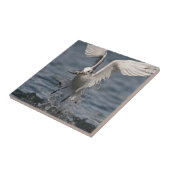 Carreau Hovering Kittiwake (Côté)