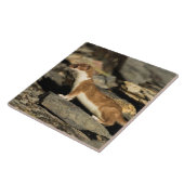 Carreau Huile de chasse (Côté)