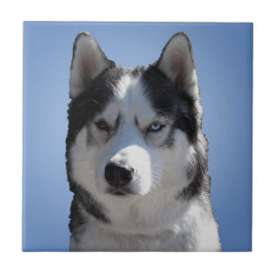 Carreau Husky Dog Art céramique Carrelage Malamute Wolf Ey