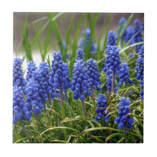 Carreau Hyacinthe de raisin (Devant)