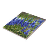 Carreau Hyacinthe de raisin (Côté)