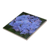 Carreau Hydrangea macrophylla violette rustique (Côté)
