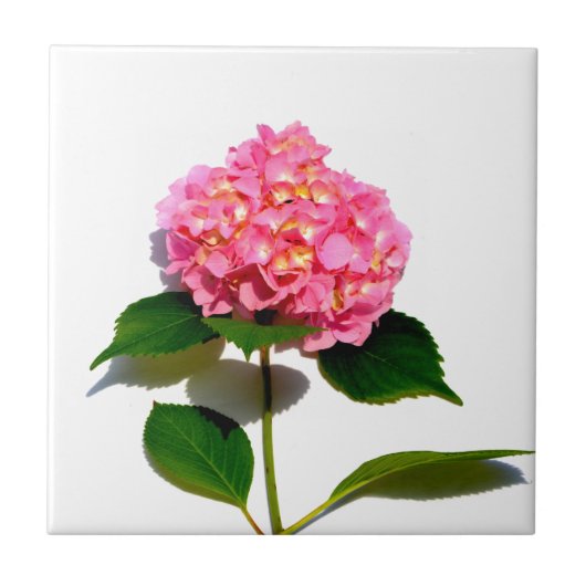 Carreau Hydrangea rose fleur rose florale (Devant)