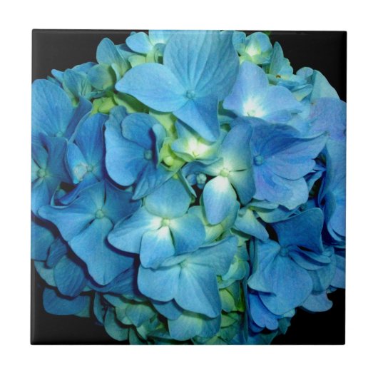 Carreau Hydrangée bleue (Devant)