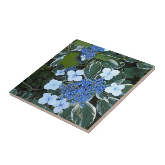 Carreau Hydrangée Bleue Variée (Côté)