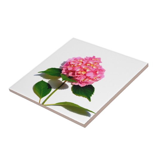 Carreau Hydrangée rose rose fleur rose (Côté)