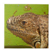 CARREAU IGUANA (Devant)