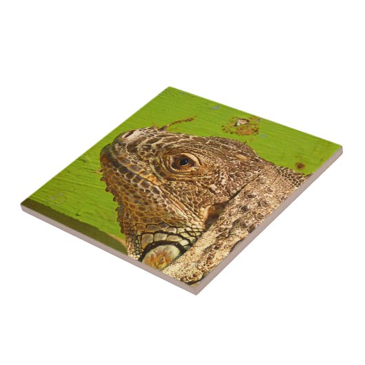 CARREAU IGUANA (Côté)