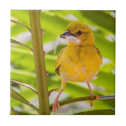 Carreau Il est temps de construire le nid (Devant)