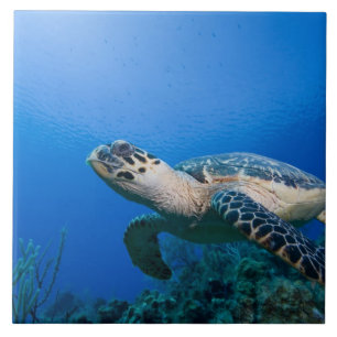 Carreau Îles Caïmans, Little Cayman Island, Sous l'eau 2
