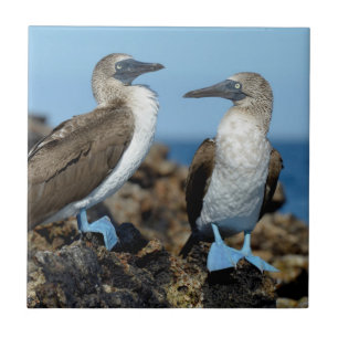 Carreau Îles Galapagos, île Isabela