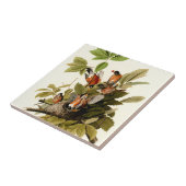 Carreau Illustration Audubon American Robin Wildlife Bird (Côté)