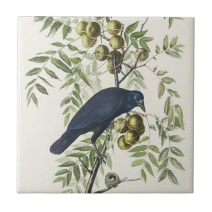 Carreau Illustration Audubon Black Crow American Bird