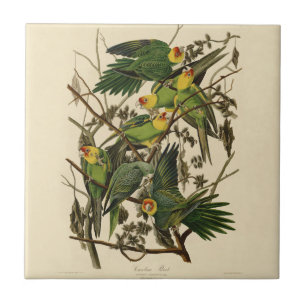 Carreau Illustration Audubon Carolina Parrot Bird