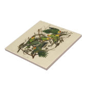 Carreau Illustration Audubon Carolina Parrot Bird (Côté)