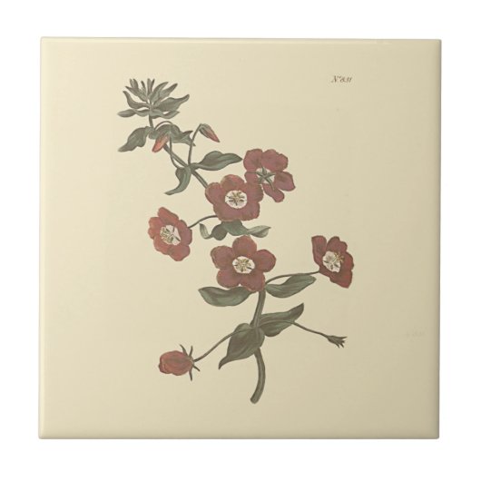 Carreau Illustration botanique d'Anagallis arbustive (Devant)