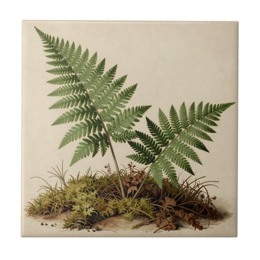 Carreau Illustration botanique de fougère classique (Devant)