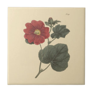 Carreau Illustration botanique de la rose trémière de Seri