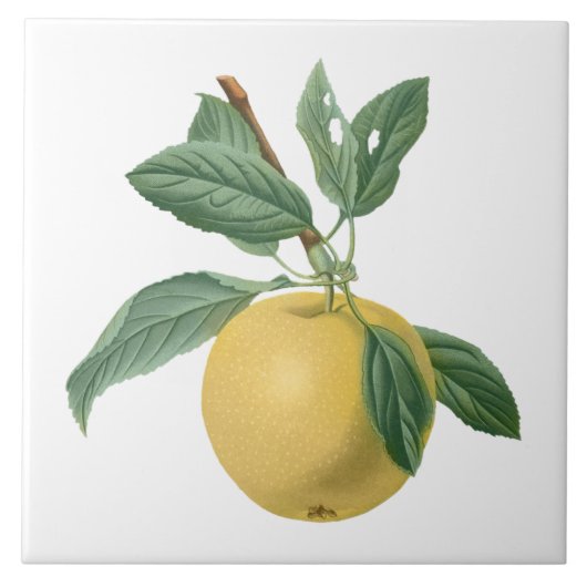 Carreau Illustration botanique de pomme de fruit (Devant)