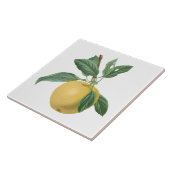 Carreau Illustration botanique de pomme de fruit (Côté)