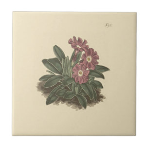 Carreau Illustration botanique de primevère à feuilles ent