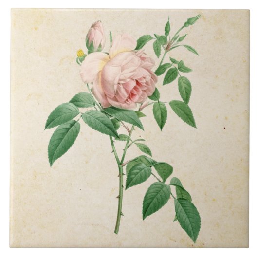 Carreau Illustration botanique de Rosa indica fragrans (Devant)