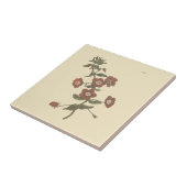 Carreau Illustration botanique de Shrubby Pimpernel (Côté)