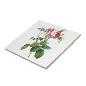 Carreau Illustration botanique rose vintage, Redoute (Côté)